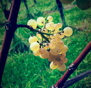yellow grape